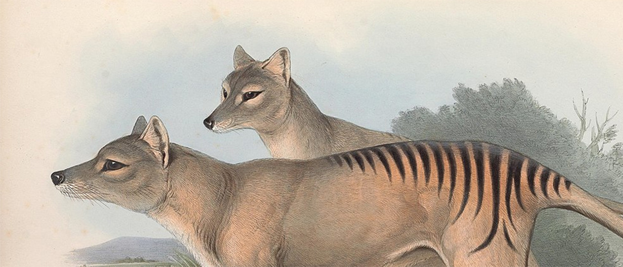 tasmanian-tiger.jpg