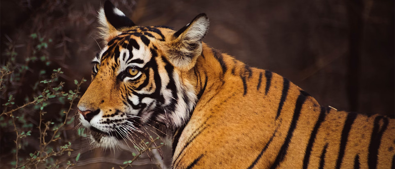 tiger 2