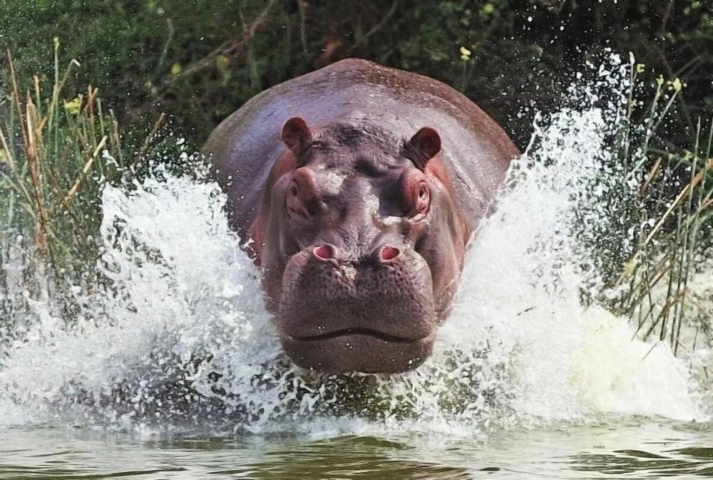 hippo
